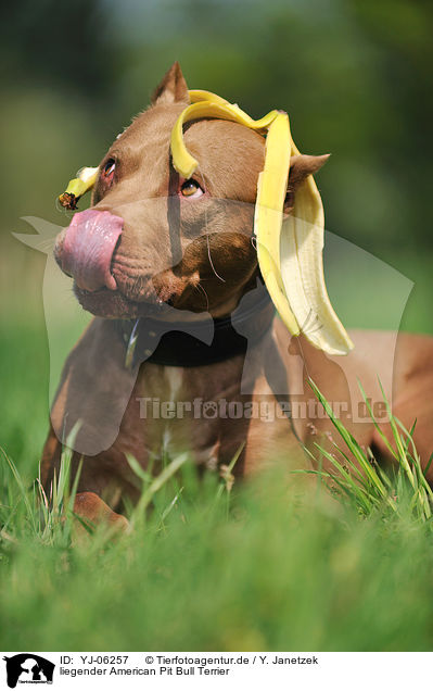 liegender American Pit Bull Terrier / YJ-06257