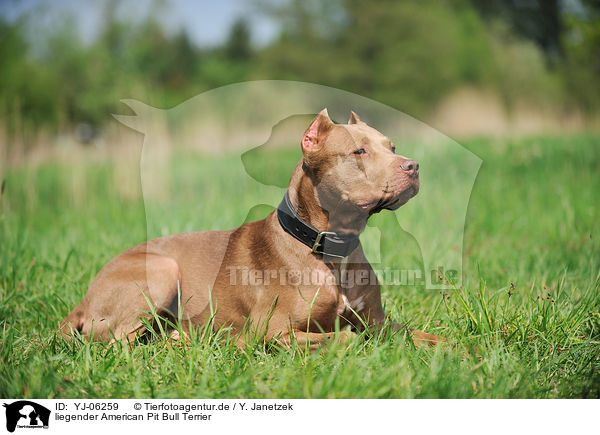 liegender American Pit Bull Terrier / YJ-06259