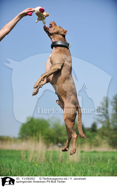 springender American Pit Bull Terrier / YJ-06262