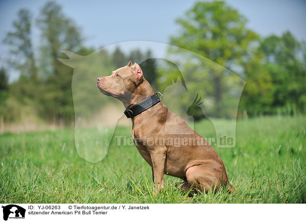 sitzender American Pit Bull Terrier / YJ-06263