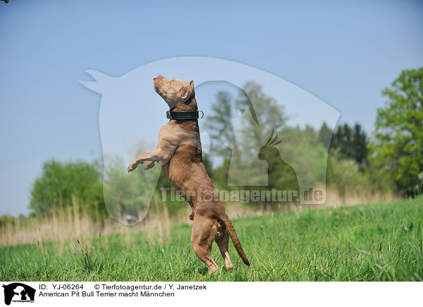 American Pit Bull Terrier macht Mnnchen / YJ-06264