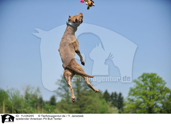 spielender American Pit Bull Terrier / YJ-06265