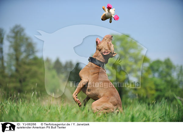 spielender American Pit Bull Terrier / YJ-06266