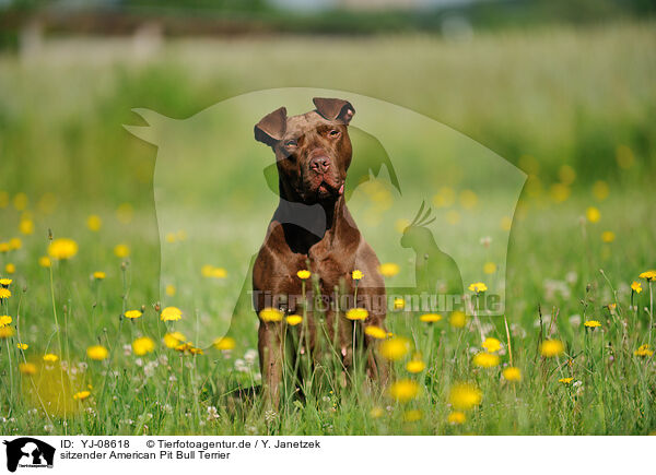 sitzender American Pit Bull Terrier / YJ-08618