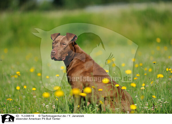 sitzender American Pit Bull Terrier / YJ-08619