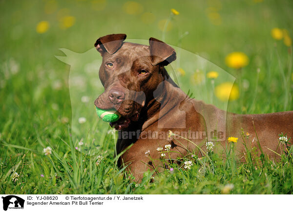 liegender American Pit Bull Terrier / lying American Pit Bull Terrier / YJ-08620