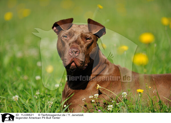 liegender American Pit Bull Terrier / YJ-08621