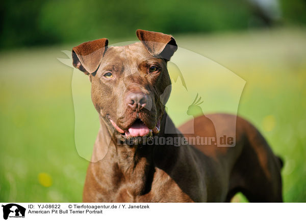 American Pit Bull Terrier Portrait / YJ-08622