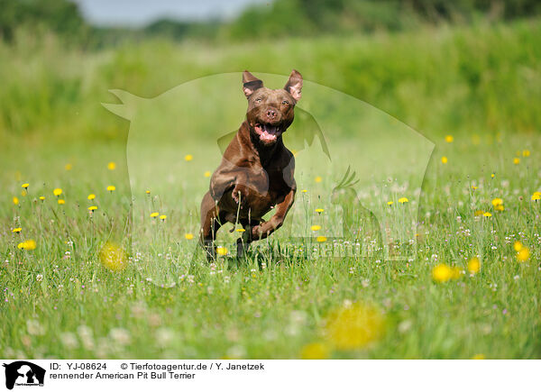 rennender American Pit Bull Terrier / YJ-08624