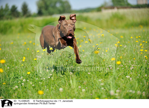 springender American Pit Bull Terrier / YJ-08625