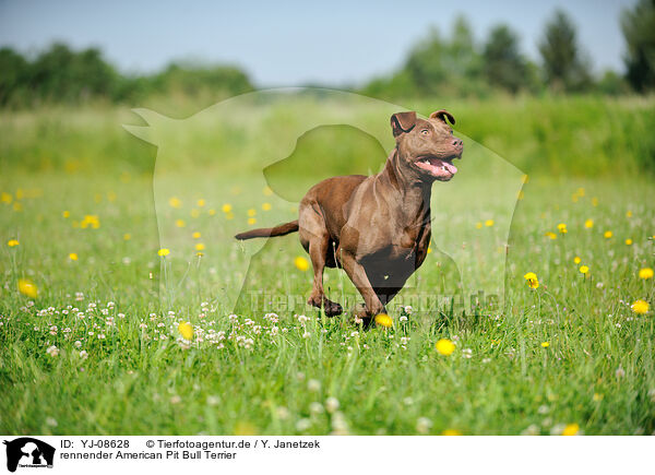 rennender American Pit Bull Terrier / YJ-08628