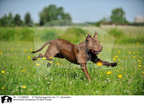 rennender American Pit Bull Terrier / YJ-08629
