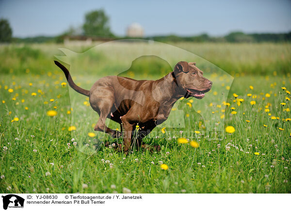 rennender American Pit Bull Terrier / YJ-08630