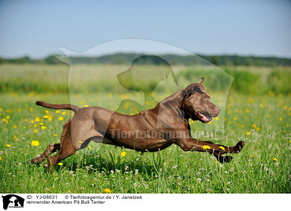 rennender American Pit Bull Terrier / YJ-08631