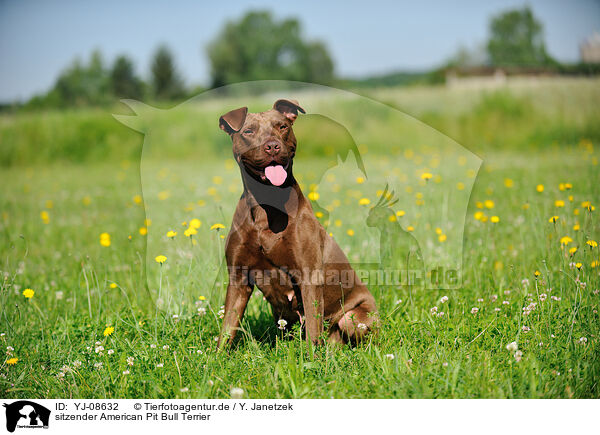 sitzender American Pit Bull Terrier / YJ-08632