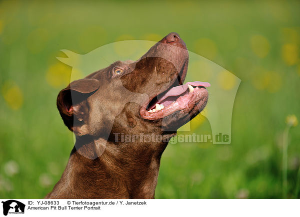 American Pit Bull Terrier Portrait / YJ-08633