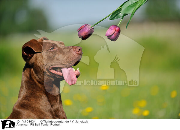 American Pit Bull Terrier Portrait / YJ-08634
