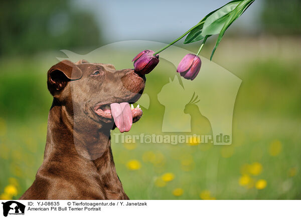 American Pit Bull Terrier Portrait / YJ-08635