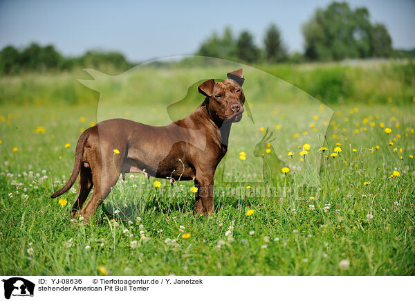 stehender American Pit Bull Terrier / YJ-08636