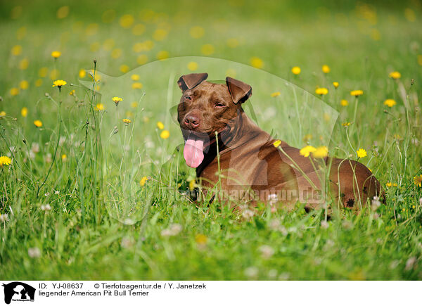 liegender American Pit Bull Terrier / YJ-08637