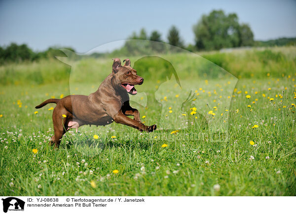 rennender American Pit Bull Terrier / YJ-08638