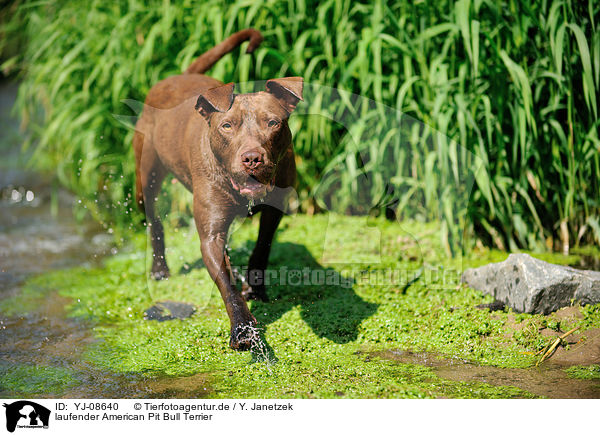 laufender American Pit Bull Terrier / walking American Pit Bull Terrier / YJ-08640