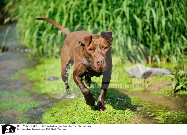 laufender American Pit Bull Terrier / YJ-08641