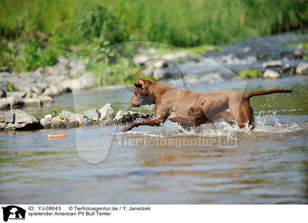 spielender American Pit Bull Terrier / YJ-08643