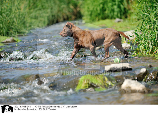 laufender American Pit Bull Terrier / YJ-08644