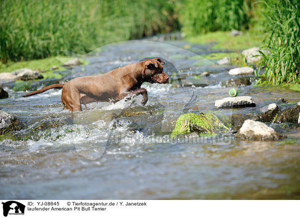 laufender American Pit Bull Terrier / YJ-08645