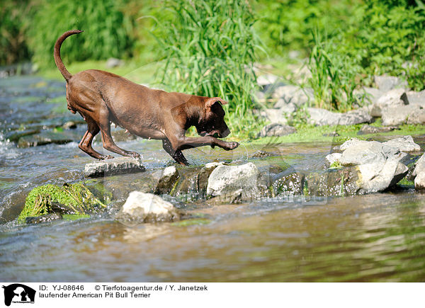 laufender American Pit Bull Terrier / YJ-08646