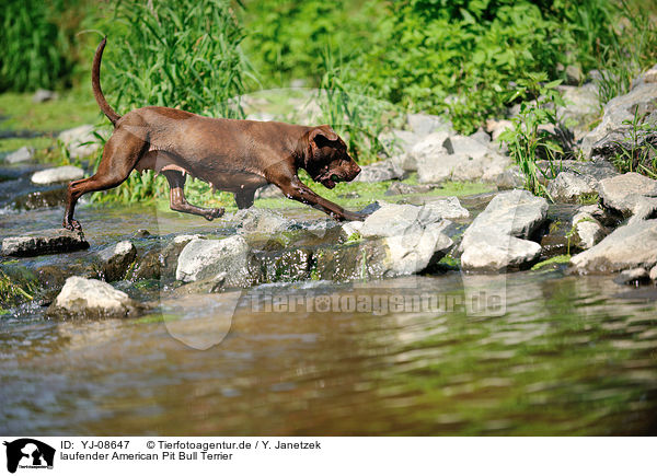 laufender American Pit Bull Terrier / YJ-08647
