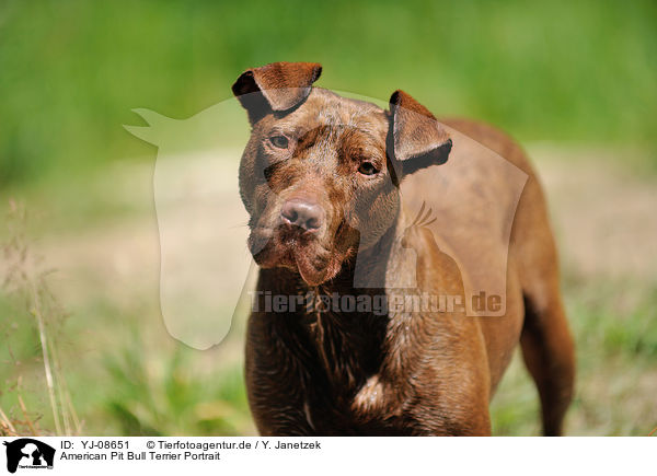 American Pit Bull Terrier Portrait / YJ-08651