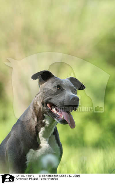 American Pit Bull Terrier Portrait / American Pit Bull Terrier Portrait / KL-16517