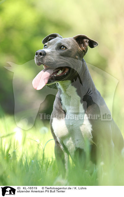 sitzender American Pit Bull Terrier / sitting American Pit Bull Terrier / KL-16519