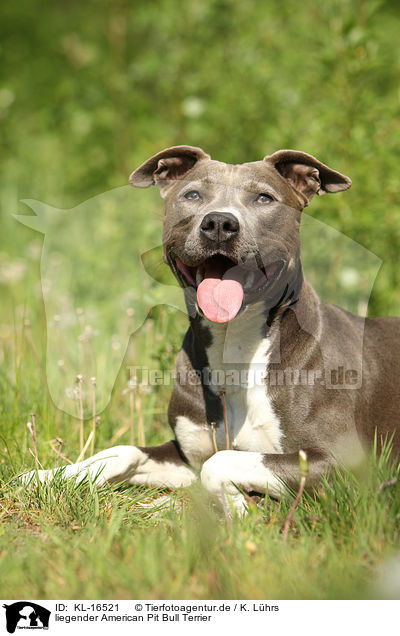 liegender American Pit Bull Terrier / lying American Pit Bull Terrier / KL-16521
