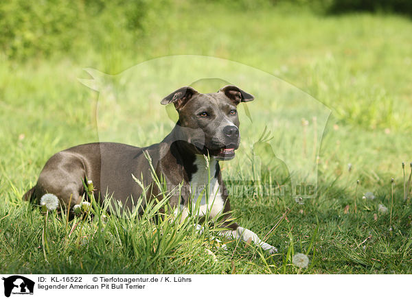 liegender American Pit Bull Terrier / KL-16522