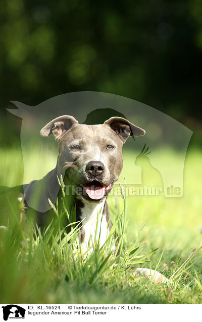liegender American Pit Bull Terrier / KL-16524