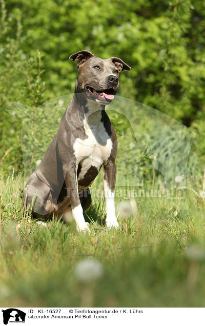 sitzender American Pit Bull Terrier / KL-16527