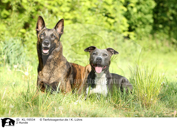 2 Hunde / KL-16534