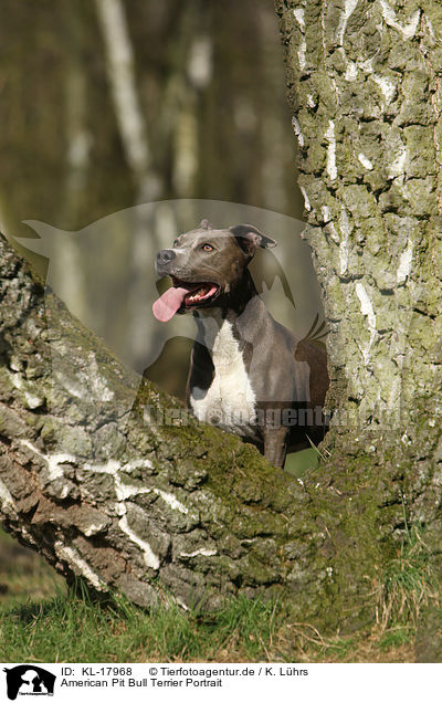 American Pit Bull Terrier Portrait / KL-17968
