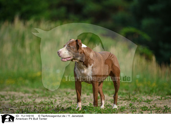 American Pit Bull Terrier / YJ-14916