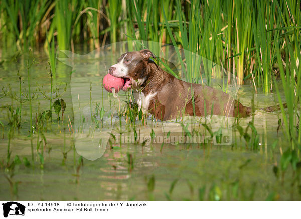 spielender American Pit Bull Terrier / YJ-14918