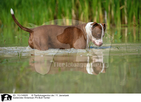 badender American Pit Bull Terrier / YJ-14920