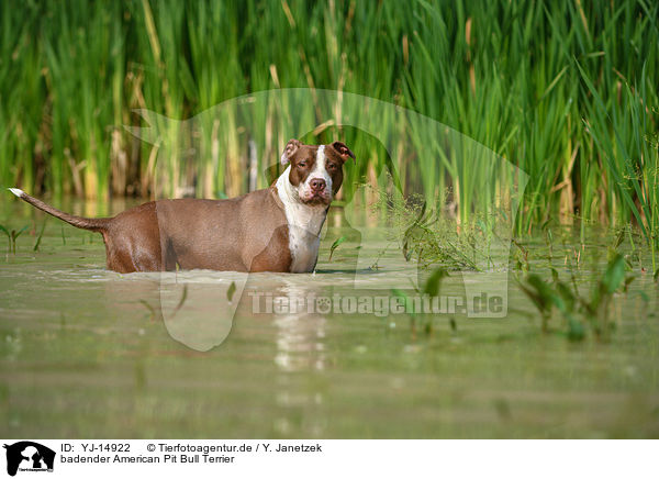 badender American Pit Bull Terrier / YJ-14922