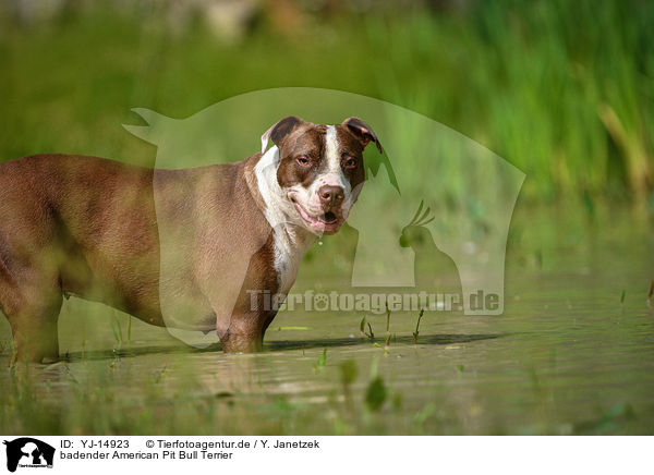 badender American Pit Bull Terrier / YJ-14923