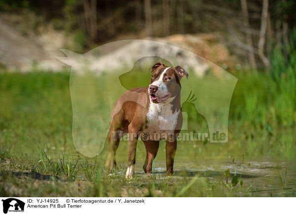 American Pit Bull Terrier / YJ-14925