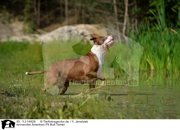 rennender American Pit Bull Terrier / YJ-14926