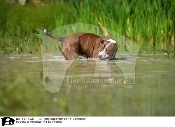 badender American Pit Bull Terrier / YJ-14927
