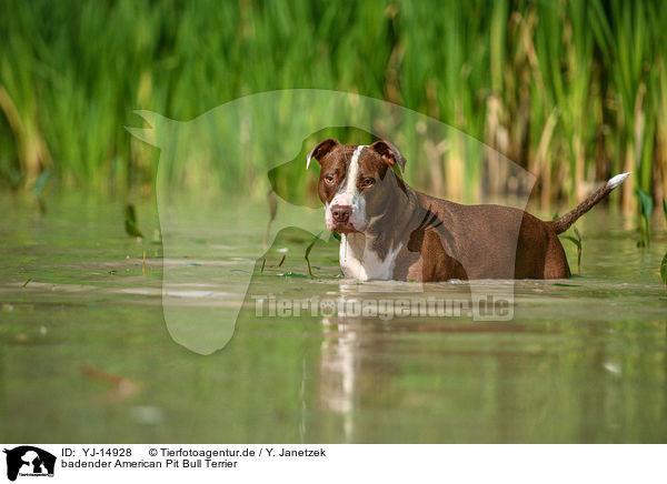 badender American Pit Bull Terrier / YJ-14928